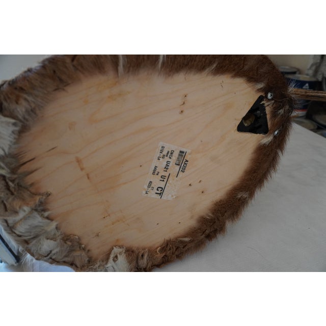 Spotted Deer Head & Bust Mount For Sale - Image 15 of 15