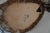 Spotted Deer Head & Bust Mount For Sale - Image 15 of 15