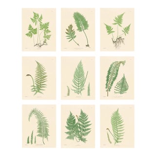 Botanical Ferns by Henry Bradbury- Plates 10-18 - Set of 9 For Sale
