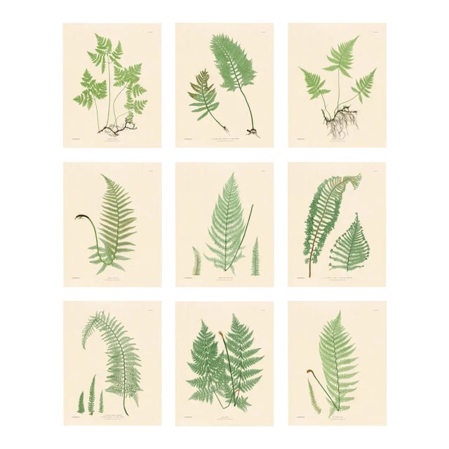 Botanical Ferns by Henry Bradbury- Plates 10-18 - Set of 9 For Sale