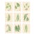 Botanical Ferns by Henry Bradbury- Plates 10-18 - Set of 9 For Sale