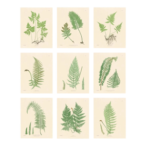 Botanical Ferns by Henry Bradbury- Plates 10-18 - Set of 9