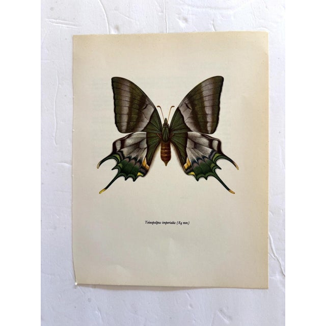 Up for sale is this gorgeous lithograph by F. Prochazka, published in Great Britain in 1965. It is in excellent, gently-...