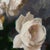 Contemporary Roses III by Jon Doran | Oil on Panel Open White Roses on Grey Still Life For Sale In Denver - Image 6 of 9