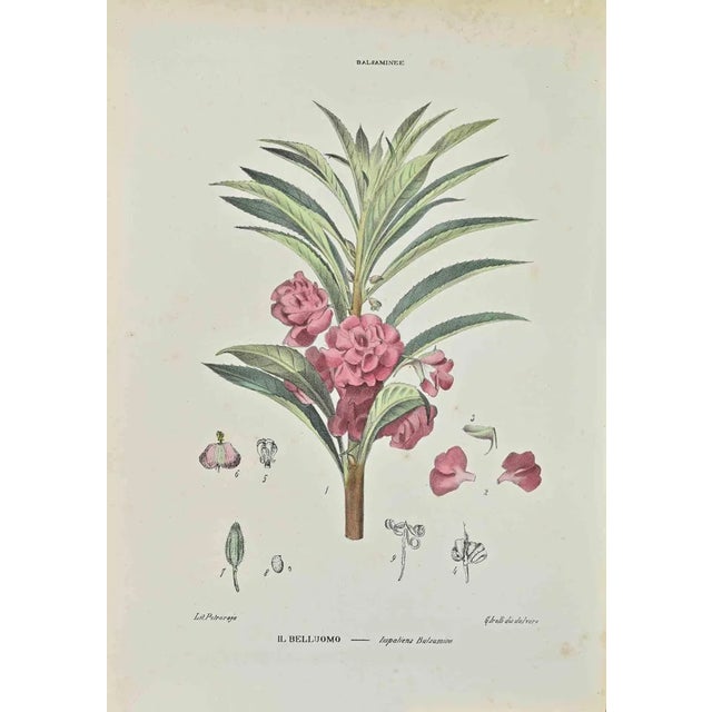 Vincenzo Tenore, Impatiens Balsamina, Lithograph, 1870s For Sale