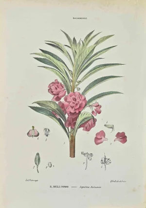 Vincenzo Tenore, Impatiens Balsamina, Lithograph, 1870s