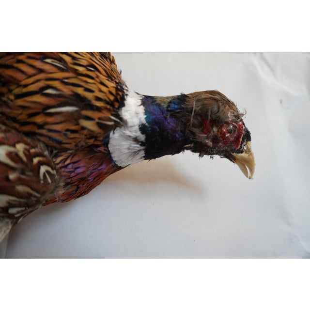 Early 21st Century Taxidermy Pheasant in Mid Flight For Sale - Image 5 of 11