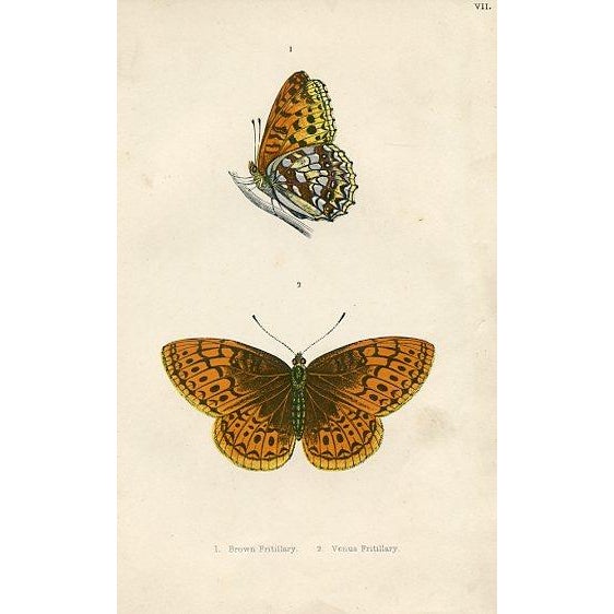Illustration 1870s, Antique Butterfly Prints, Set of 6, Original Antique Engravings, Hand Colored, England For Sale - Image 3 of 7