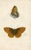 Illustration 1870s, Antique Butterfly Prints, Set of 6, Original Antique Engravings, Hand Colored, England For Sale - Image 3 of 7