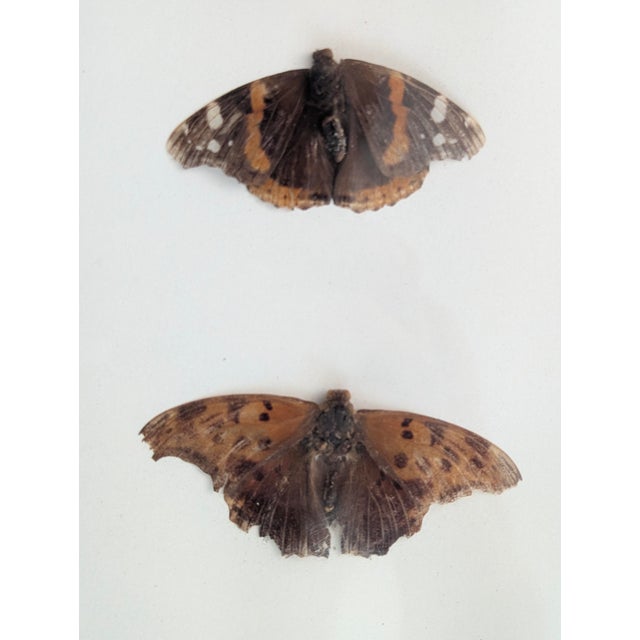 Vintage Mid Century Framed Pair of Taxidermy Butterflies in an Oil Drop wooden Frame Measures 9"W x 10.25"H