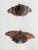 Vintage Mid Century Framed Pair of Taxidermy Butterflies in an Oil Drop wooden Frame Measures 9"W x 10.25"H