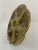Olive 1950s French Gien Majolica Olive Green Oyster Plate For Sale - Image 8 of 13