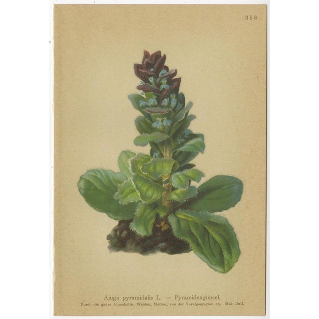 Paper Alpine Flora Botanical Illustrations, 1897, Set of 8 For Sale - Image 7 of 11