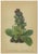 Paper Alpine Flora Botanical Illustrations, 1897, Set of 8 For Sale - Image 7 of 11