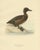 Von Wright, Female Tufted Duck, 1929, Paper For Sale - Image 4 of 10