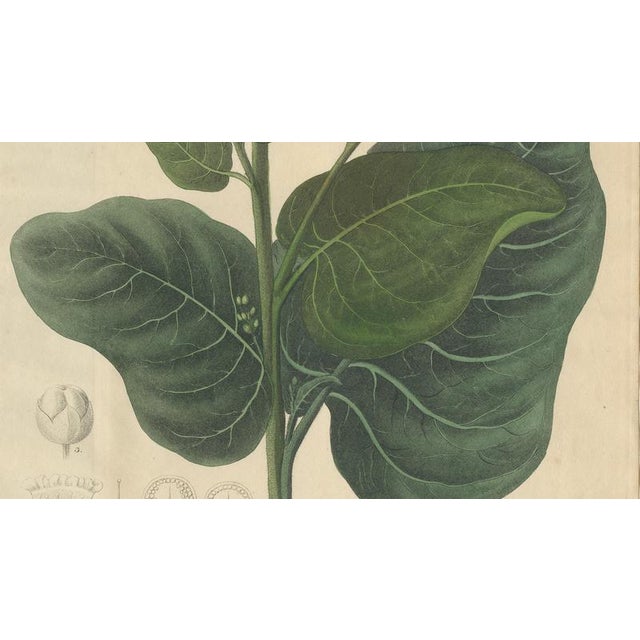 Nicotiana Rustica, 1800s, Paper For Sale - Image 4 of 10