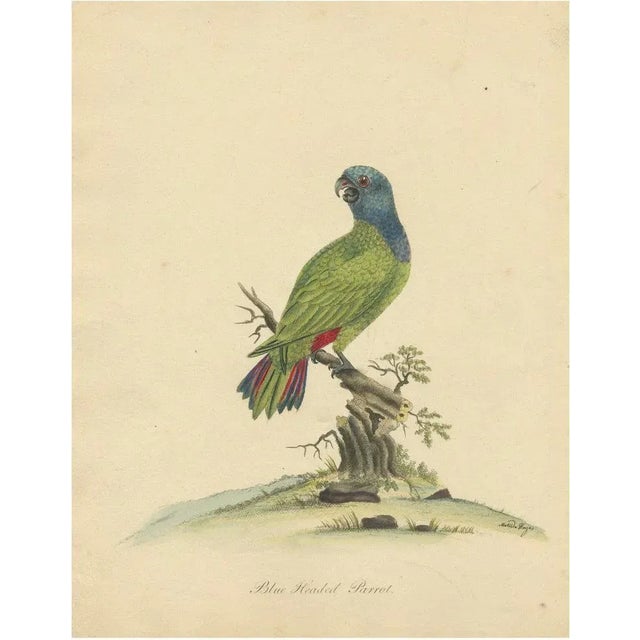Blue-Headed Parrot, 1794, Paper For Sale - Image 6 of 6