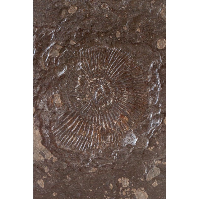 French Oak Coffee Table with Fossils, 1960s For Sale - Image 9 of 10