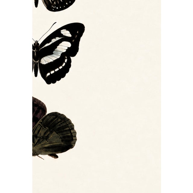 Black Butterfly Art Print – Vintage Natural History Illustration, 12" X 18" For Sale - Image 8 of 9