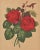 This is a set of 4 French antique botanical chromolithographs of red roses that date to 1885. They came from an unbound...