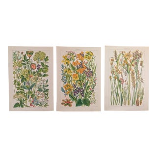 John Allen Victorian Wildflower Chromolithograph Set of 3, c.1891 – Plates 11, 4, 28 For Sale