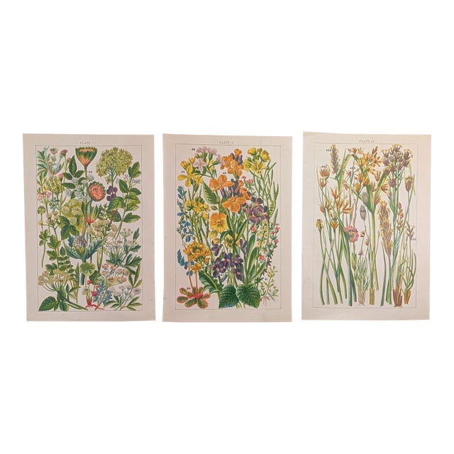 John Allen Victorian Wildflower Chromolithograph Set of 3, c.1891 – Plates 11, 4, 28 For Sale