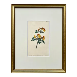 Antique Original Hand Colored Curtis Yellow and Red Floral Botanical Etching 1799