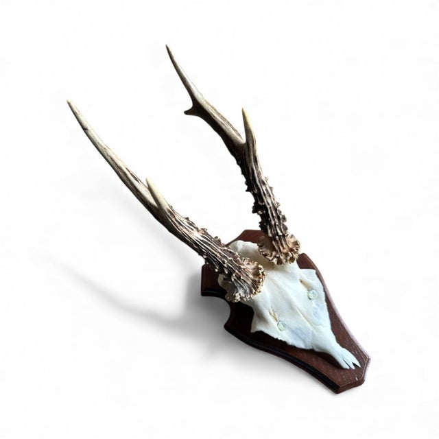 Roe deer trophy mounted on a wood plaque.