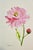 1 Giclee print of a watercolor painting of “Pink and Red”posies. They are both on the same piece of textured watercolor...