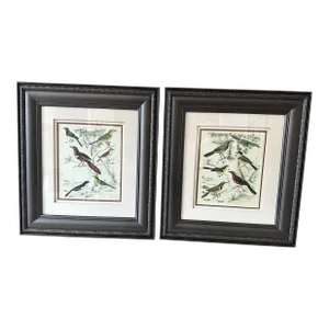 Vintage Bird Prints, Pair