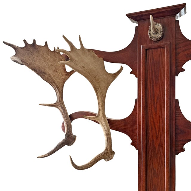 Bone Vintage Fallow Deer Antler Hall Tree For Sale - Image 7 of 15