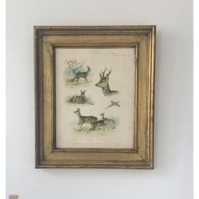 Georges-Frédéric RÖTIG 1873-1961 Deer study Color etching on vellum Hand signed lower right Printing Charles Ducher and...