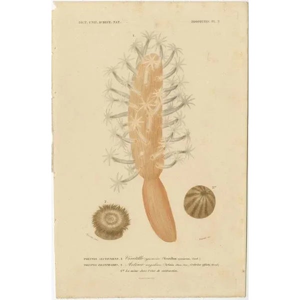 A collage of two original antique prints from the "Dictionnaire Universel d'Histoire Naturelle," published in 1849. : This...