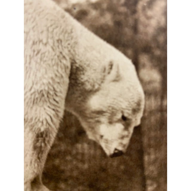 Portraiture 1913 Polar and Brown Bears Photogravure Prints - a Pair For Sale - Image 3 of 6