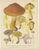 A set of eight antique mycology prints depicting various fungi/mushrooms. These prints originate from 'Flore mycologique...