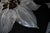 Large Murano Glass Leaf Flush Mounts from Franco Luce, 1970s, Set of 2 For Sale - Image 13 of 18