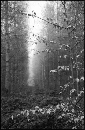 Paul Cooklin, Thorpe Forest, Photograph
