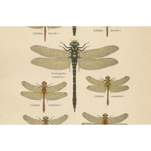 Dragonfly & Damselfly Lithographs by Richard Tümpel, 1908, Set of 3 For Sale - Image 12 of 14