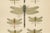 Dragonfly & Damselfly Lithographs by Richard Tümpel, 1908, Set of 3 For Sale - Image 12 of 14