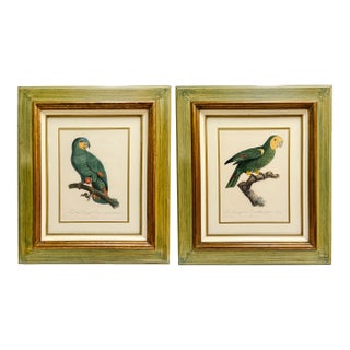 1950s Framed French Ornithological Parrot Lithographs After Jacques Barraband - A Pair For Sale