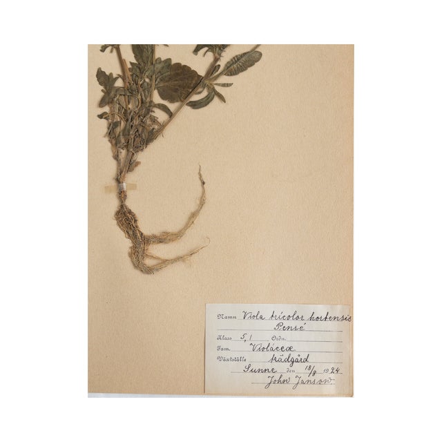 1920s Antique Swedish HeRbarium - Viola, Circa 1924 For Sale - Image 5 of 5