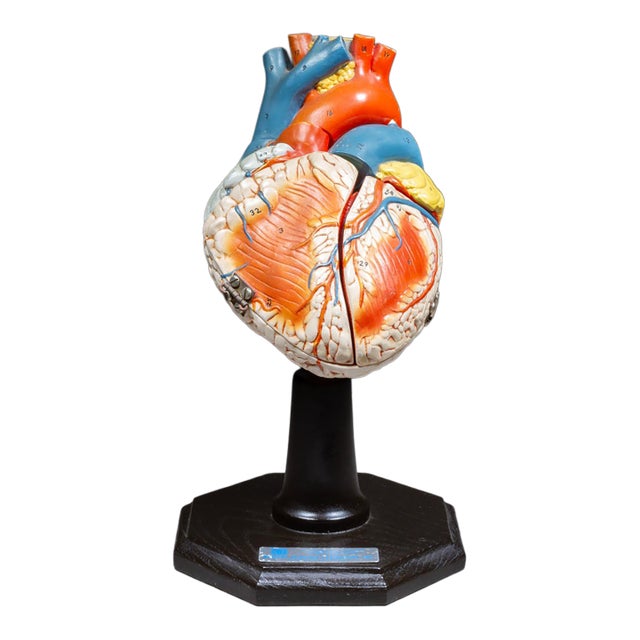 Vintage Professional Anatomical Human Heart Model c.1976– Medical Teaching Aid For Sale