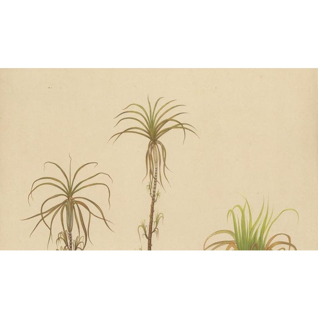 Sugarcane, 1892, Paper For Sale - Image 4 of 10