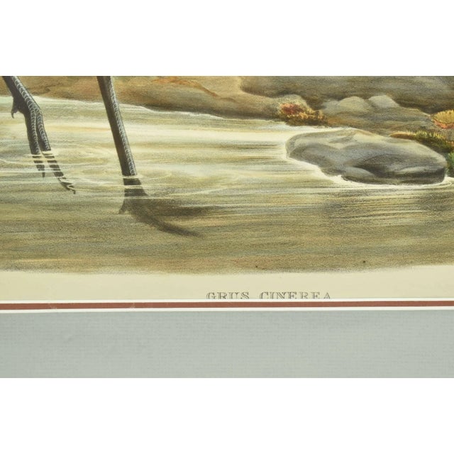 Realism Original Antique John Gould Grus Cinerea Color Bird Realism Lithograph Reproduction Print For Sale - Image 3 of 6