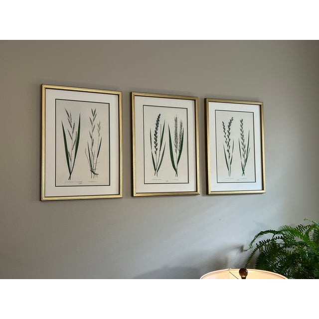 English Grass Botanical Framed Set of 3 - Giclee of Edward Lowe 19th Century Prints For Sale - Image 4 of 6