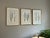 English Grass Botanical Framed Set of 3 - Giclee of Edward Lowe 19th Century Prints For Sale - Image 4 of 6
