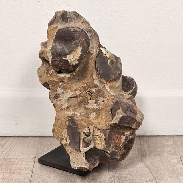 15th Century & Earlier Large Ancient Concretion of Fossilized Shells & Sediment, Likely Cambrian Period For Sale - Image 5 of 5