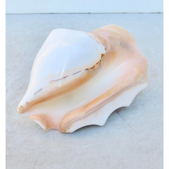 Conch Shell Redo Sculpture For Sale In New York - Image 6 of 7