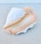Conch Shell Redo Sculpture For Sale In New York - Image 6 of 7