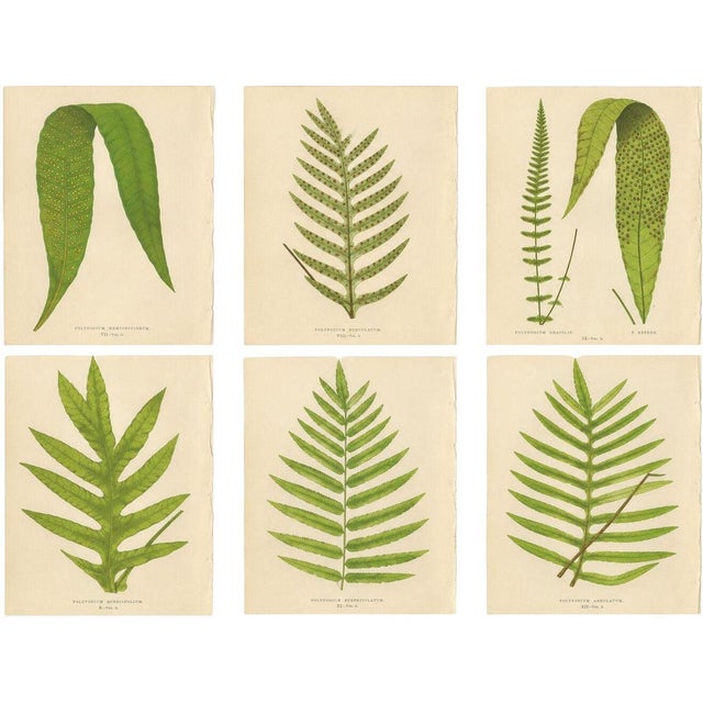 E.J. Lowe, Exotic Fern, 1856, Lithograph, Set of 6 For Sale - Image 10 of 10